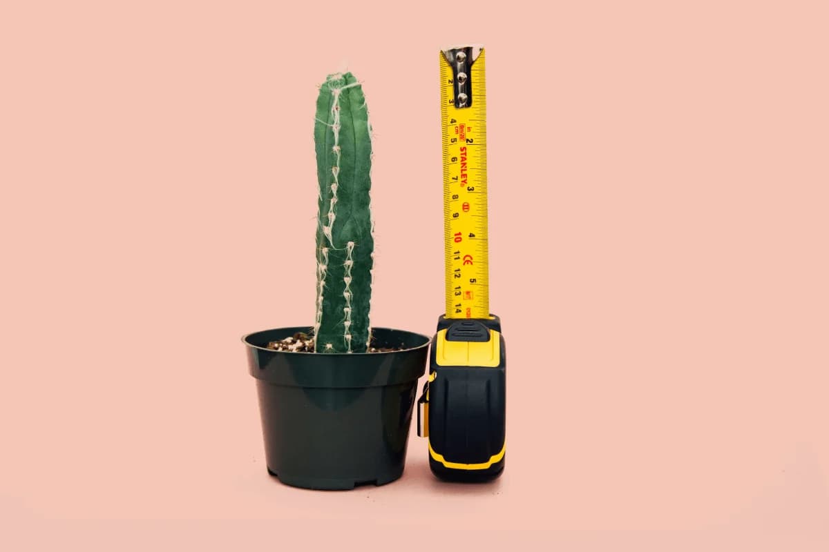 A small upright cactus in a pot beside an extended tape measure, on a pink background