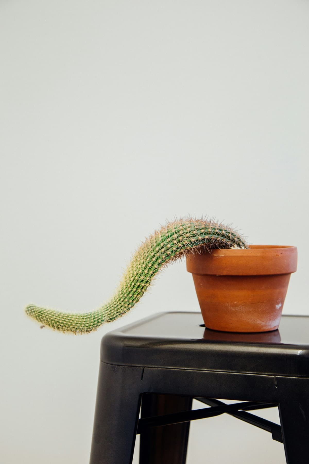 A long cactus drooping over the edge of a metal stool from a terracotta pot